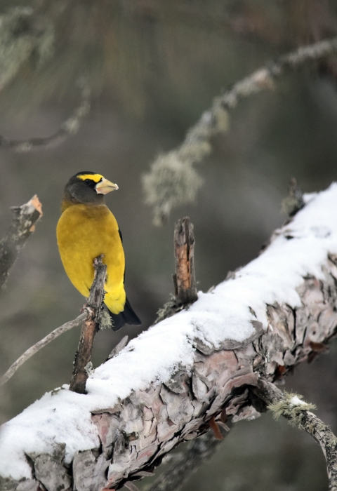 Evening grosbeak perched on a snowy branch