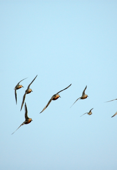 A dozen birds flying in a blue sky