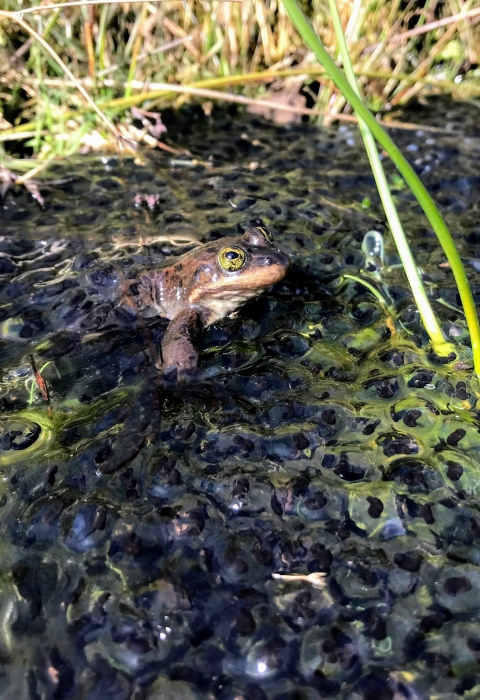 Golden-eyed frog sits in shallow water buried in a pile of jellied eggs, green shoots of water plants emerging nearby