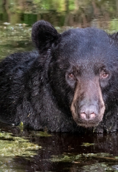 Large black bear with 3/4 of its body underwater in a Alligator River Refuge caNAL