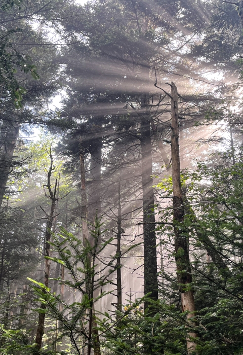 Sunlight shining through an evergreen forest