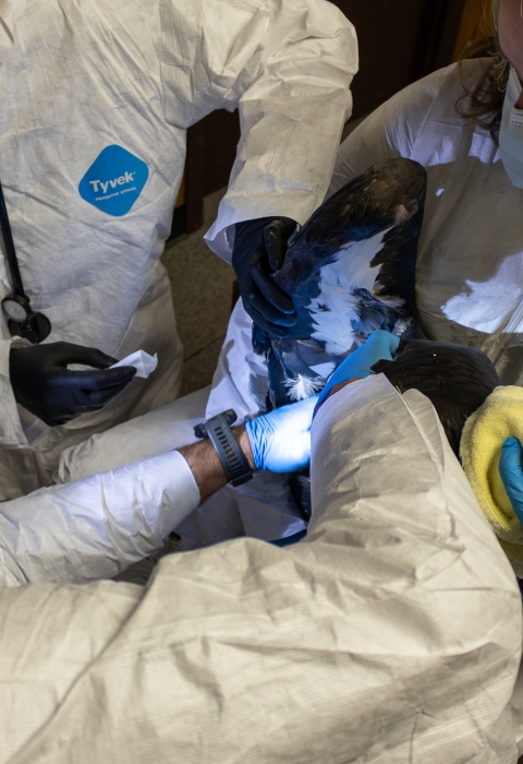 Three people in white tyvek suits and masks hold a large black and white bird, preparing to vaccinate it.