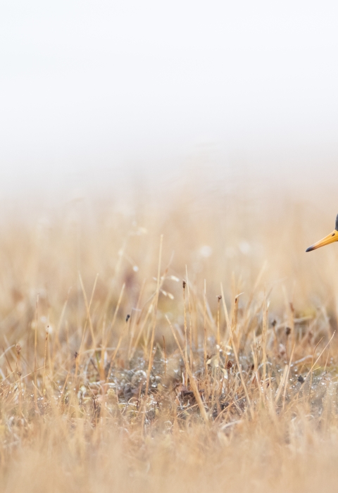 Red Phalarope on the tundra
