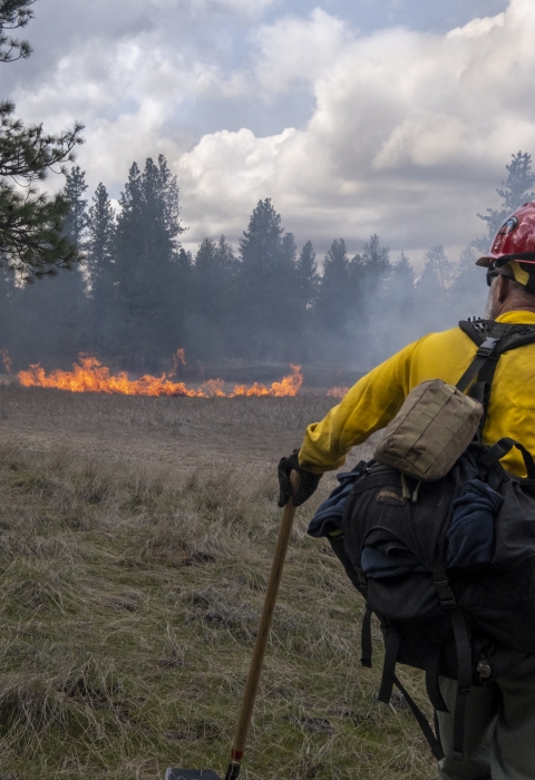 A firefighter watches a prescribed burn.