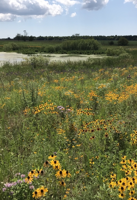 Image of a field filled with wildflowers with a wetland visible behind the field