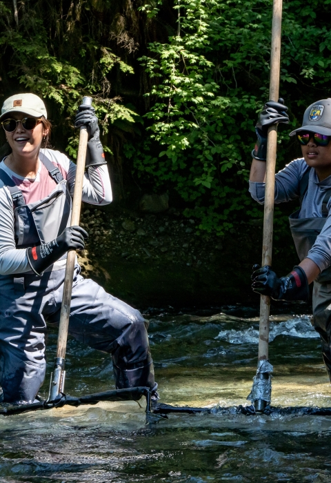 Two interns in waders standing in a river with pole nets in the water. Tree foliage seen in the background.