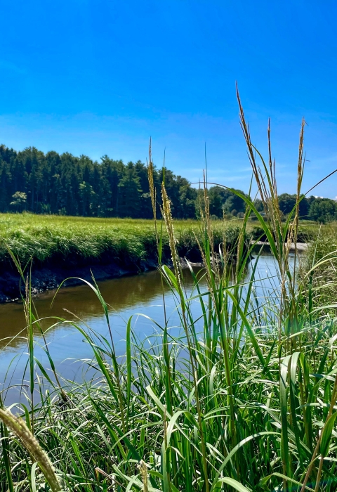 View from tidal marsh channel bank with spartina alterniflora grass in the foreground