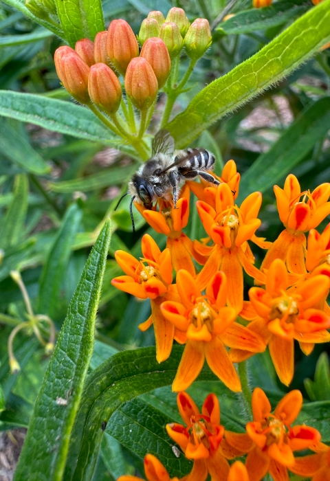 Leaf cutter bee on butterfly milkweed