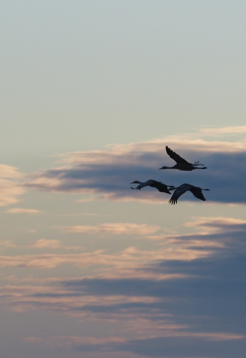 4 birds silhouetted in the sky against clouds