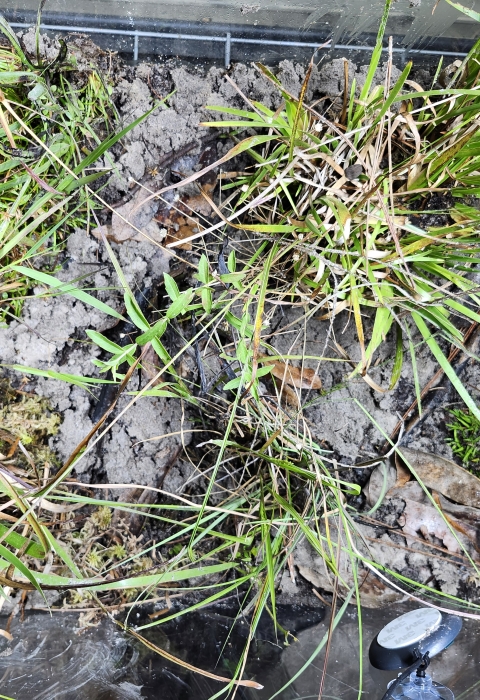 Wetland plants in a bioactive terrarium.