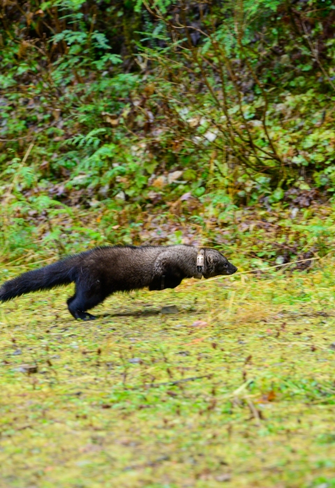 Fisher wearing tracking collar is released into Idaho forest
