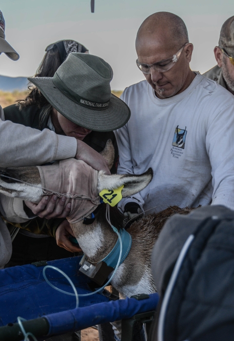 Four people surround a blindfolded pronghorn that is on a stretcher
