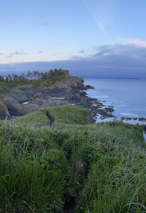 Trail on St. Lazaria island with ocean on both sides, tall grass and salmon berry, and trees in background.