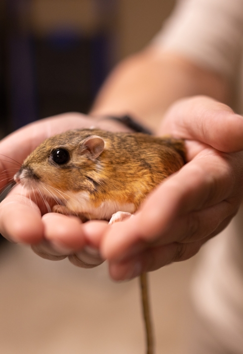 Up close photo of Texas kangaroo rat in Fort Worth Zookeeper’s cupped hands. Texas kangaroo rat has a light brown body with a lighter undercoat, seen laying down.