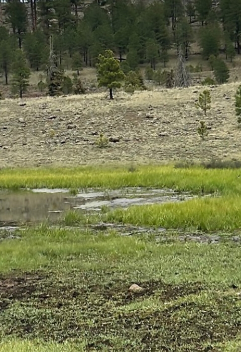 The endangered Three Forks springsnail shown in a still spring.
