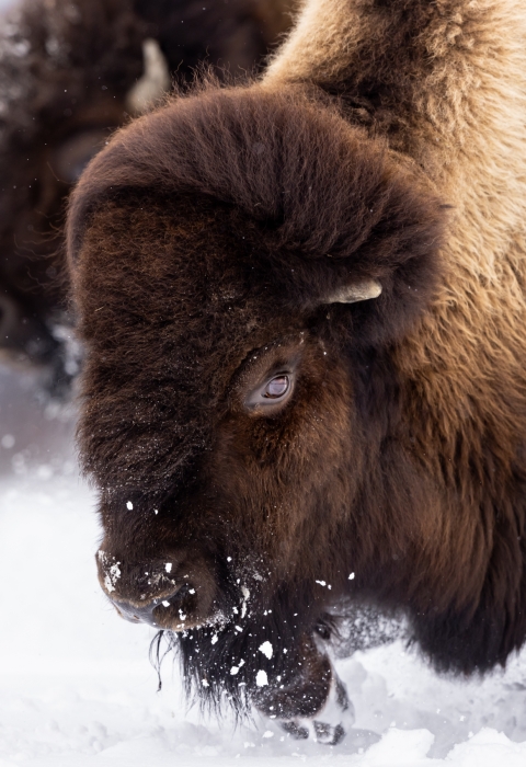A wood bison in winter.