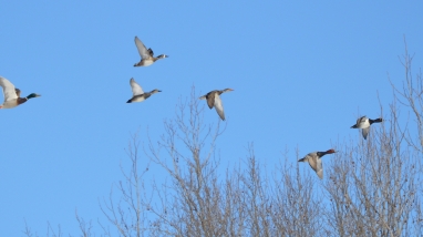 An image of ducks flying.