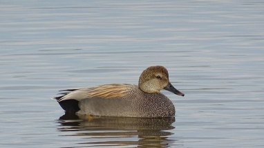 A brown duck with a dark bill and black tail feathers rests on a pond. 