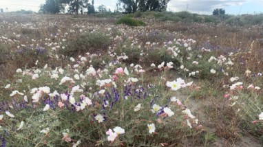 A large open field filled with various plants.