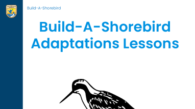 Build-A-Shorebird Lesson Plan