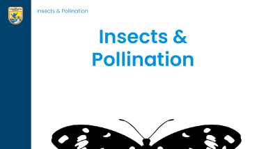 Insects and Pollination Lesson Plan