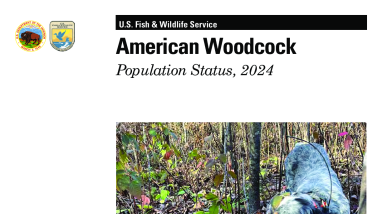 American Woodcock Population Status, 2024