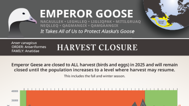 Emperor-Goose-poster-Action-2025.pdf