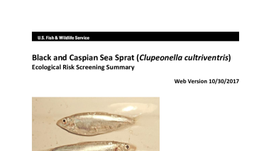 Ecological Risk Screening Summary - Black and Caspian Sea Sprat (Clupeonella cultriventris) - Uncertain Risk
