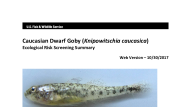 Ecological Risk Screening Summary - Caucasian Dwarf Goby (Knipowitschia caucasica) - Uncertain Risk