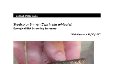 Ecological Risk Screening Summary - Steelcolor Shiner (Cyprinella whipplei) - Uncertain Risk