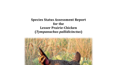 Species Status Assessment Report for the Lesser Prairie-Chicken