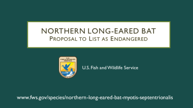 Northern Long-eared Bat Public Hearing Presentation Slides