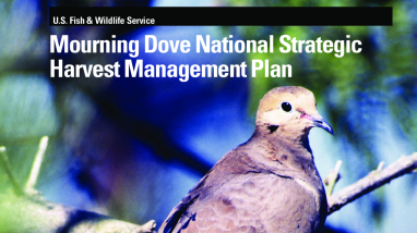 Mourning Dove National Strategic Harvest Management Plan