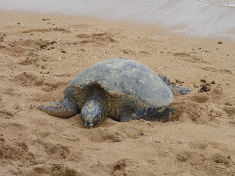 Green sea turtle