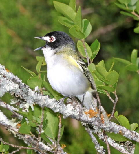 A black-capped vireo sits with its beak open on a leafy branch 