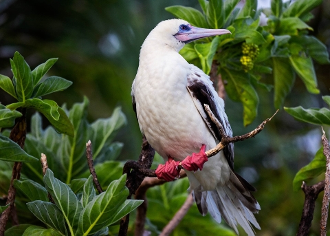 A red-footed booby stands on a brand. He has a white chest and body, with black wings, a blue face, and red feet. Green