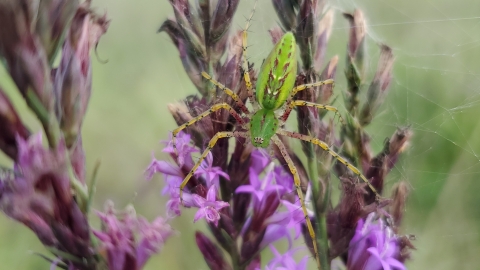 A vibrant spider is perched atop bright prairie flowers.