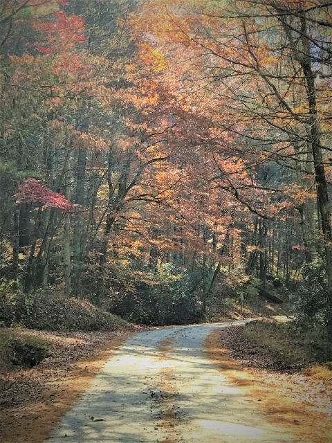 Beautiful fall scenery on Rock Creek Road leading to Chattahoochee Forest National Fish Hatchery