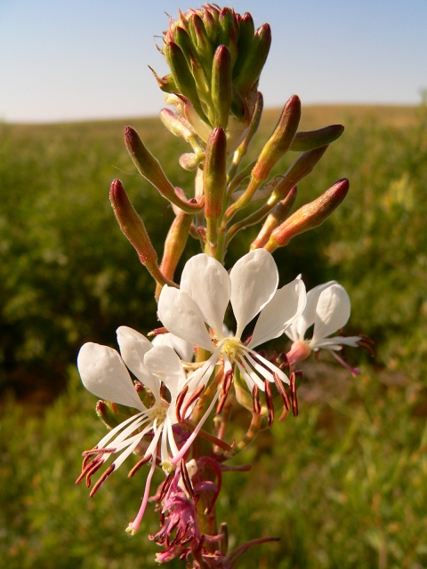 Close up of a Colorado butterfly plant. 
