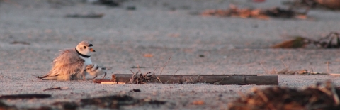 Piping plover adult and chick on beach