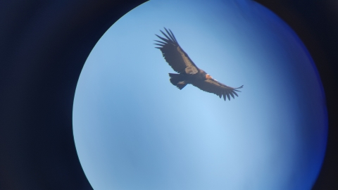 An adult California condor soars in front of a blue sky viewed through a scope, so there is a black frame creating a circular image.