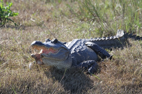 A native American alligator catching some rays. 