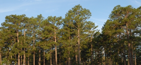 Longleaf pine forest