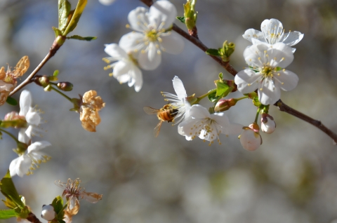 Wild bee in pollinator garden at Two Ponds NWR