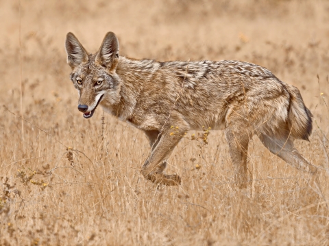 A coyote walks through a grassland.
