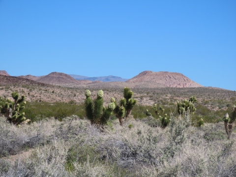 Pahranagat Joshua Trees