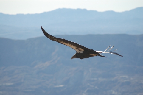 Condor soars over mountain ridge. 