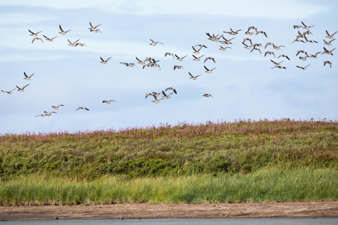 30 or more long-winged birds fly over a wetland