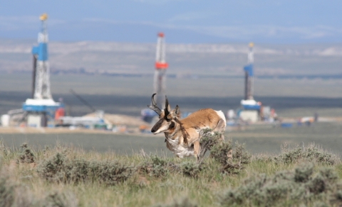 Pronghorn running through sagebrush with natural gas field facility in background.
