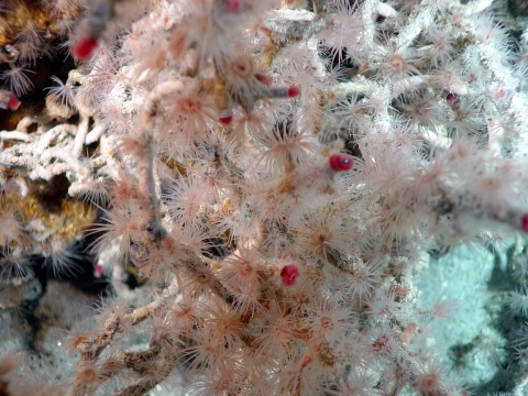 Tube worms at Mariana trench